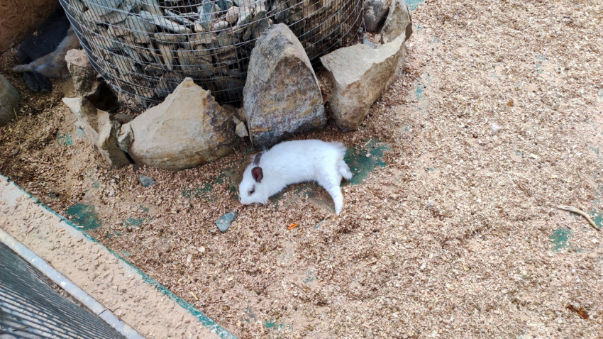 Белый кролик на подстилке из опилок рядом с камнями в вольере