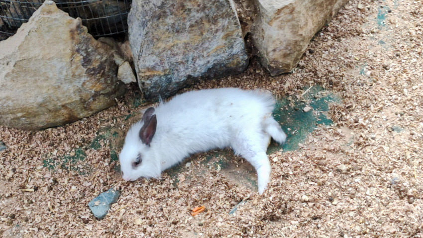 Белый кролик крупным планом на опилках в уличном загоне