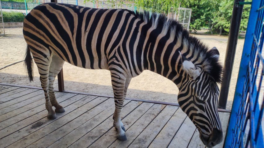 Зебра у синего ограждения в вольере на деревянном настиле