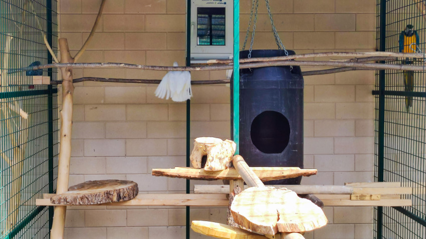 Вольер с жердями и подвесным домиком, на фоне виден сине-жёлтый ара