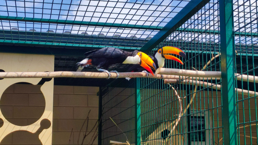 Два тукана сидят на жерди в вольере под сетчатой крышей