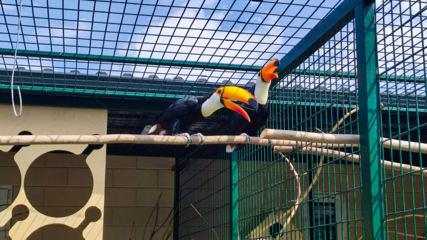 Два тукана на жерди смотрят вверх под сеткой вольера