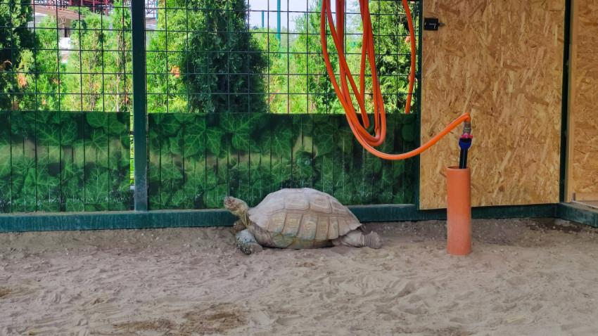 Сухопутная черепаха в песчаном вольере Нальчикского зоопарка