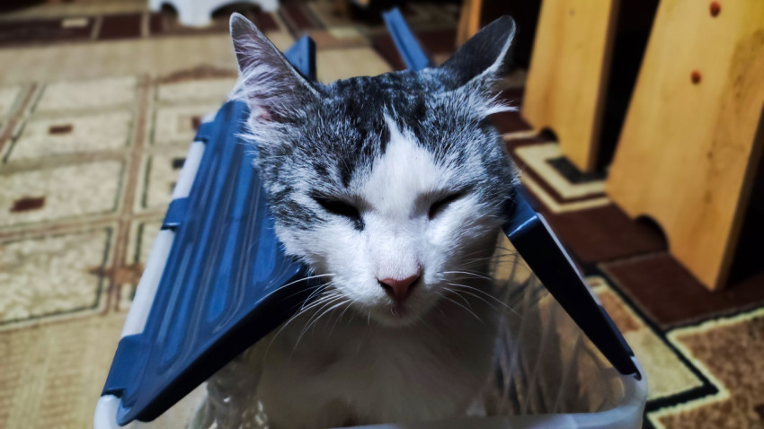 Домашняя кошка сидит в пластиковом контейнере с приоткрытой крышкой в комнате