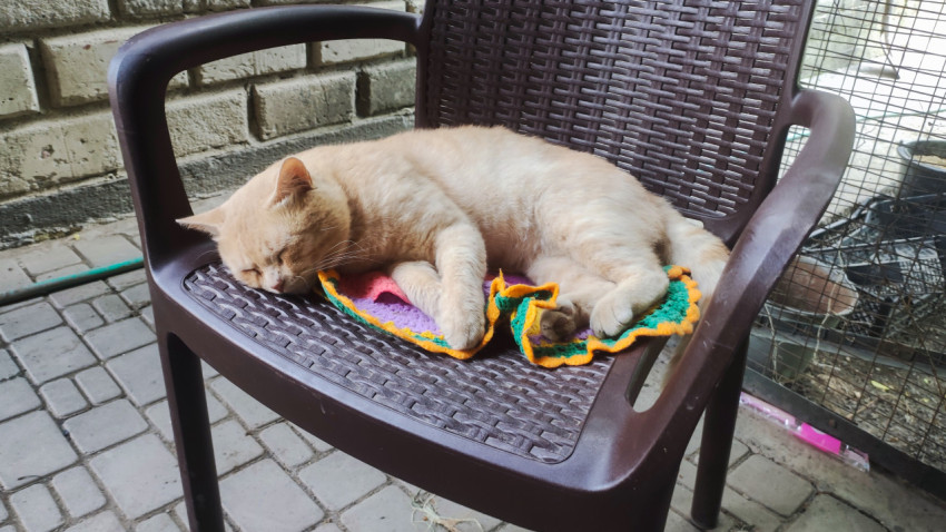 Рыжий кот спит на пластиковом кресле на веранде