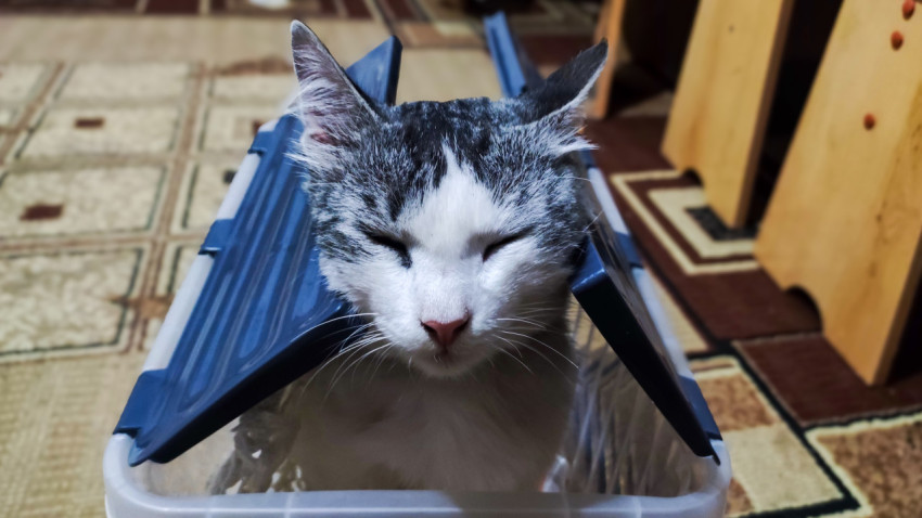Кошка выглядывает из пластикового контейнера, прижимая голову к крышке