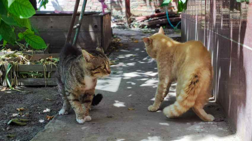 Рыжий кот настороженно оглянулся, пока рядом стоит полосатая кошка