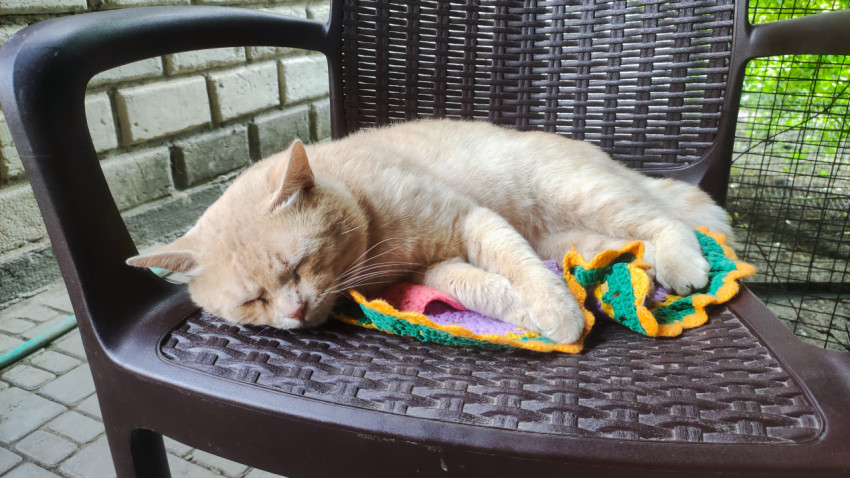 Спящий кот на кресле с вязаным ковриком крупным планом