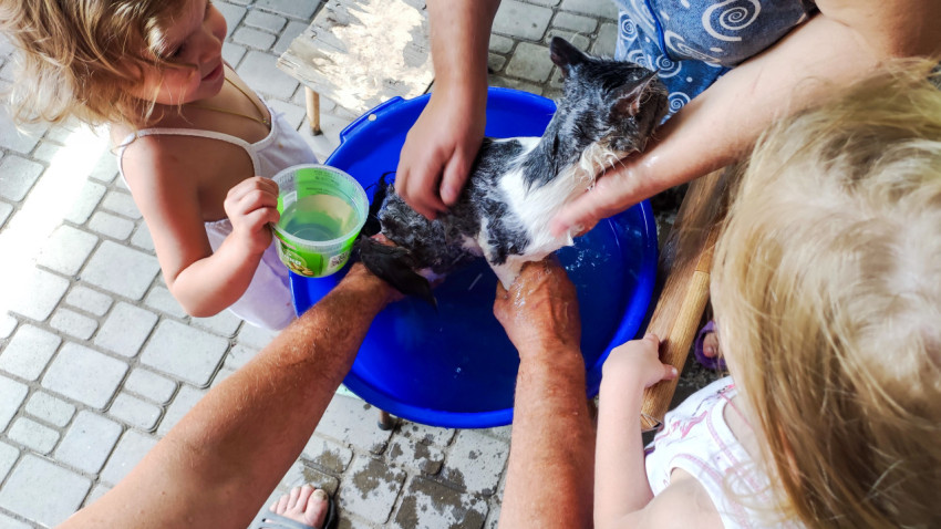 Дети помогают мыть кота в синем тазу на дворе