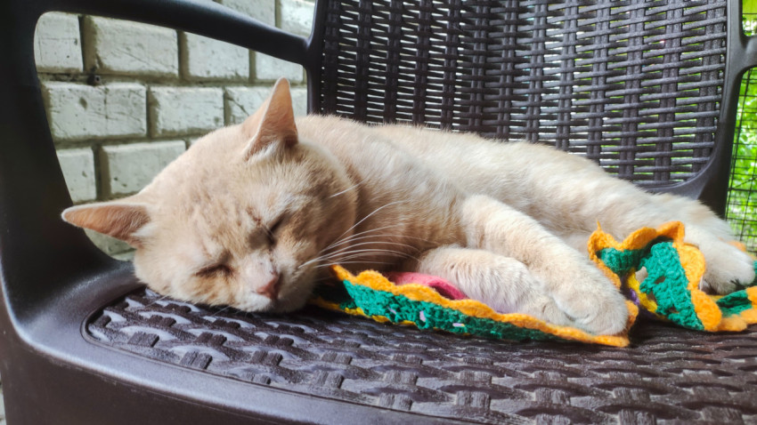 Крупный план морды спящего рыжего кота на коврике