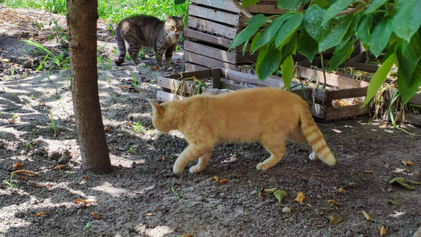 Рыжий кот проходит по земле, а полосатая кошка наблюдает у деревянных ящиков