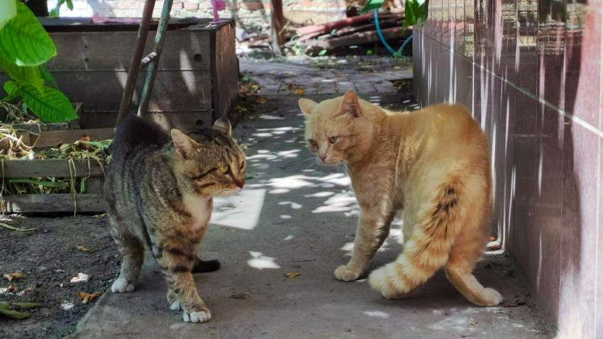 Две домашние кошки встретились на бетонной дорожке во дворе