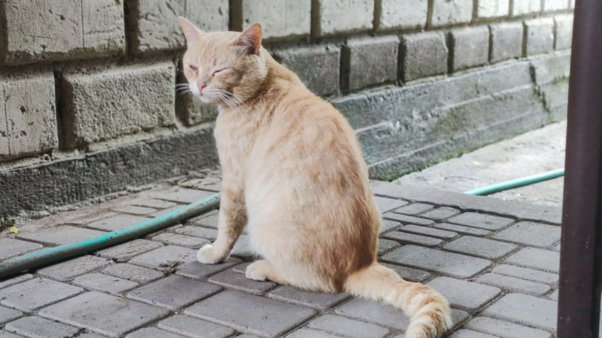 Рыжий кот сидит у стены и щурится на дневном свету