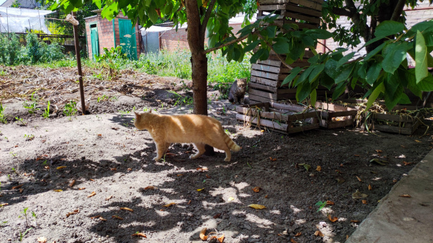Рыжий кот идёт по огороду под деревом, а полосатая кошка сидит у ящиков