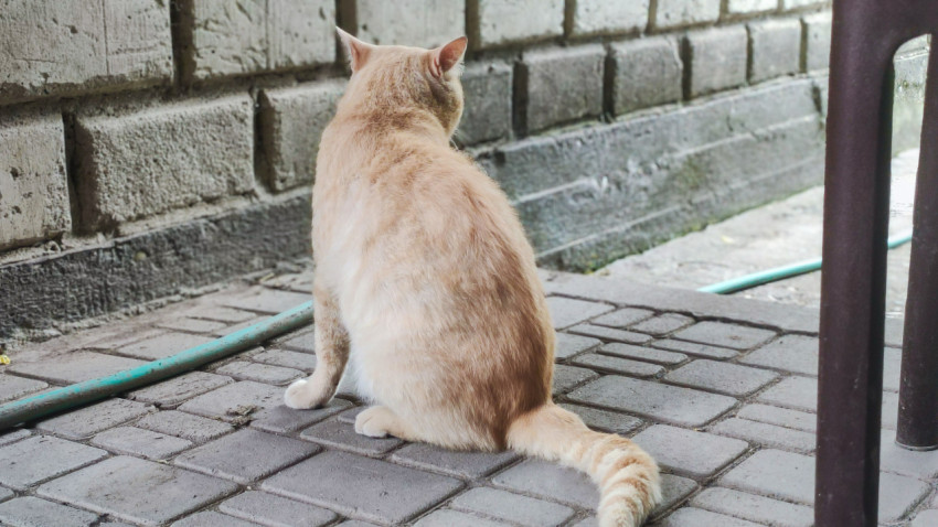 Рыжий кот сидит спиной к камере у стены на плитке