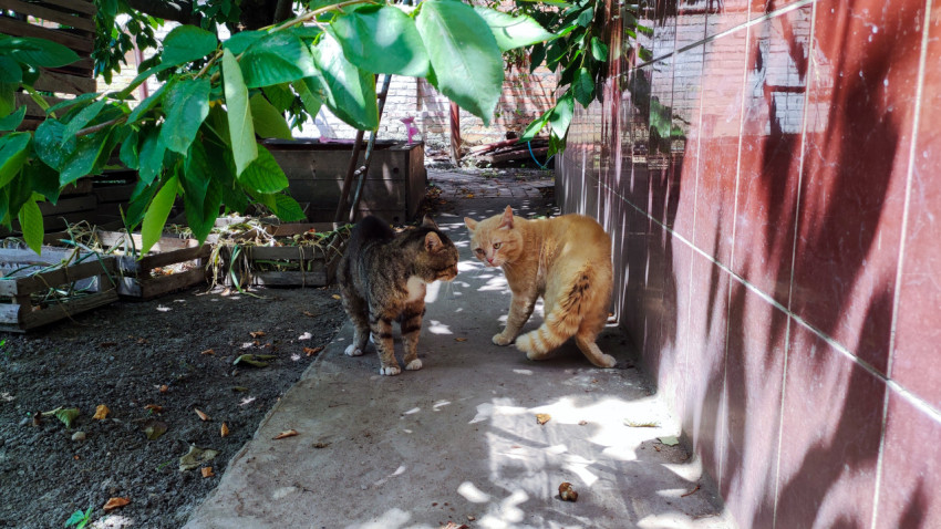 Два кота перед дракой во дворе в пятнистой тени