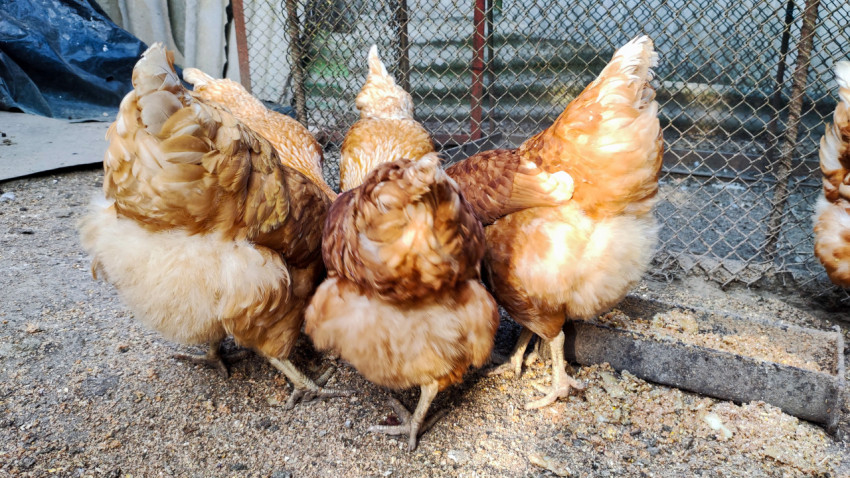 Три рыжие куры стоят у кормушки в солнечном пятне во дворе