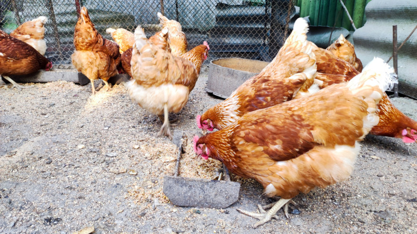 Куры кормятся у лотковой кормушки внутри ограждённого выгула