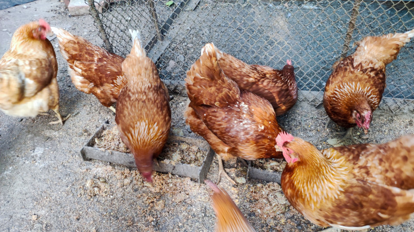 Рыжие куры клюют корм у кормушки в загоне с сеткой