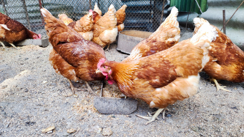 Группа рыжих кур клюёт зерно у кормушки на гравийном грунте