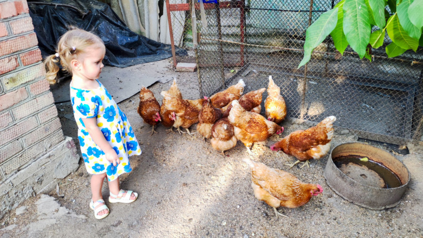 Девочка наблюдает за курами у загона во дворе частного дома