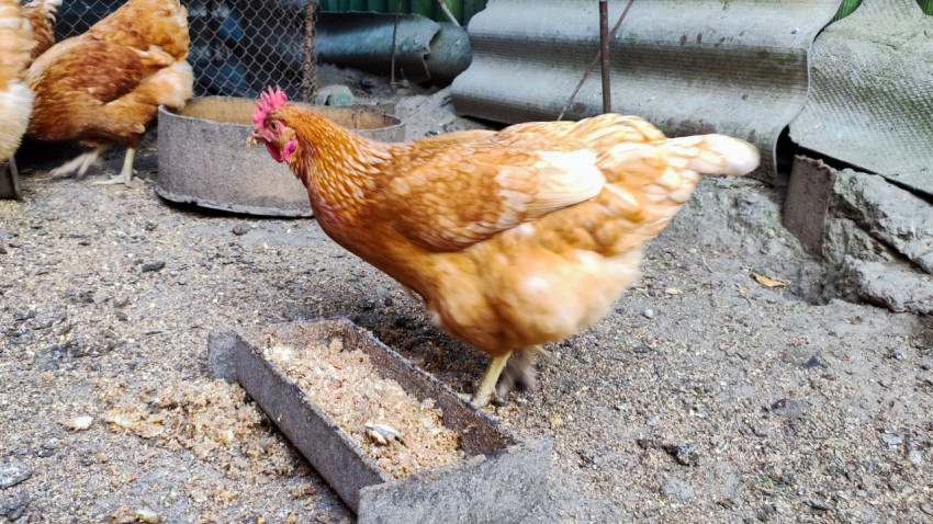 Домашняя курица у кормушки в уличном вольере