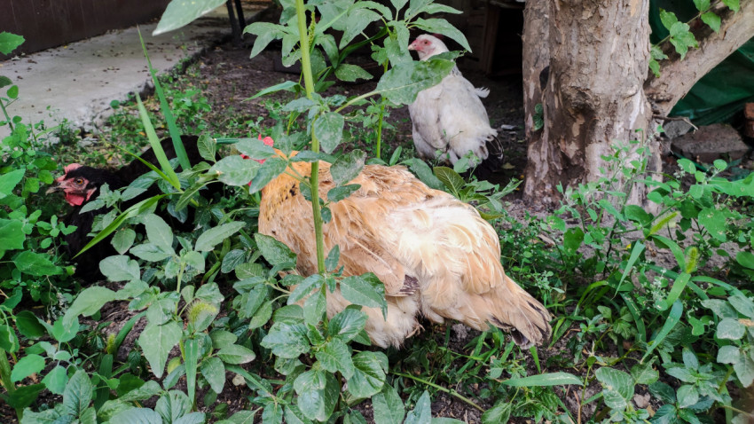 Три домашние курицы отдыхают в тени под деревом в саду