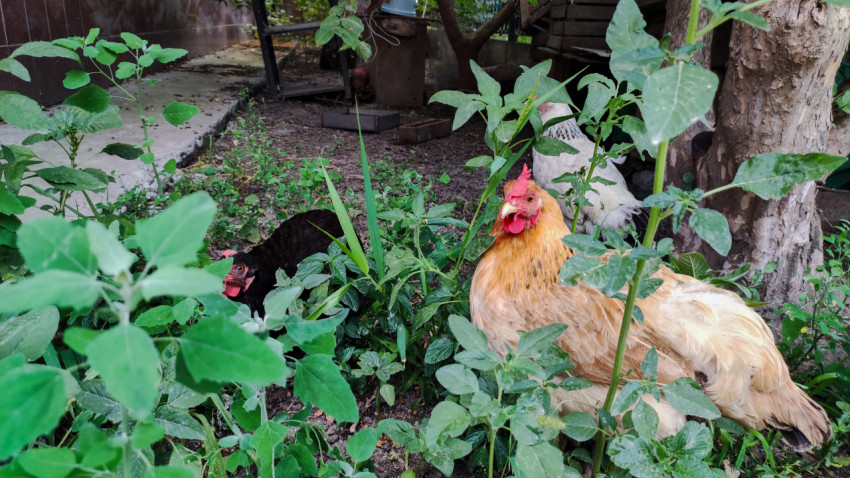 Домашние куры прячутся в зелени во дворе возле дерева
