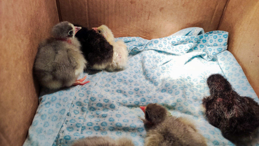 Цыплята разных окрасов в картонной коробке на голубой ткани