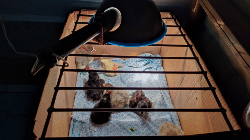 Брудер с цыплятами под лампой обогрева через защитную решётку