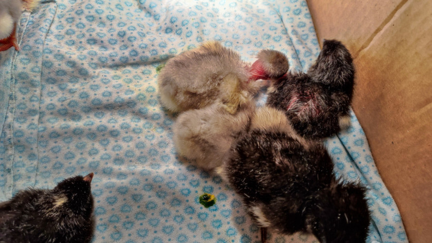 Группа цыплят сбилась вместе на подстилке в коробке