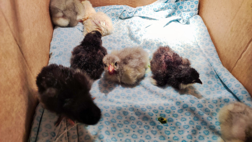 Цыплята в коробке на подстилке, один смотрит в камеру