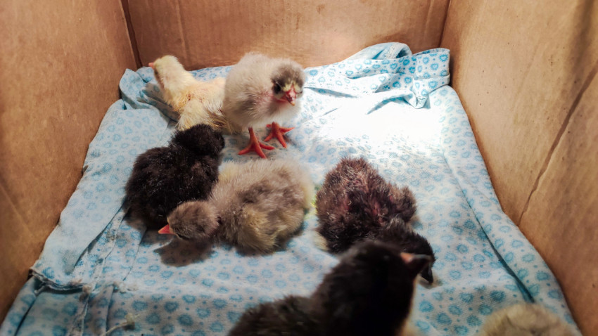 Цыплята разных окрасов в коробке, серый птенец стоит на лапках