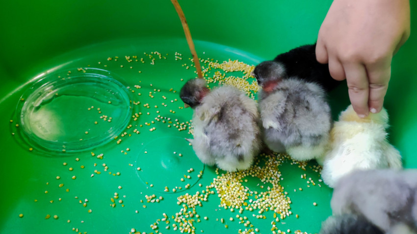 Цыплята в зелёном пластиковом тазу клюют пшено рядом с поилкой, руку ребёнка видно в кадре