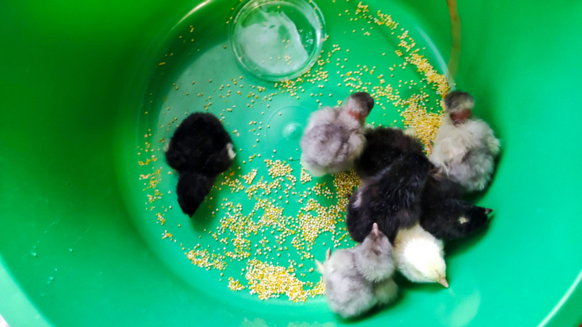 Цыплята разных окрасов собрались вокруг рассыпанного пшена в зелёной пластиковой ёмкости