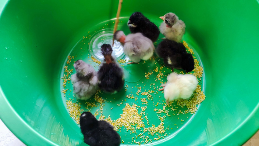 Несколько цыплят стоят у поилки в зелёном тазу, на дне рассыпано пшено