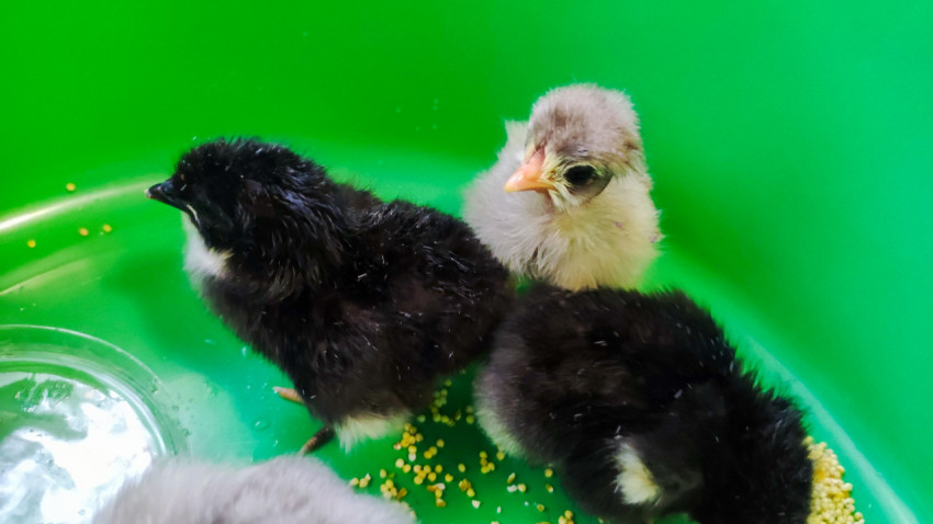 Крупный план трёх цыплят в зелёном тазу рядом с водой и рассыпанным зерном