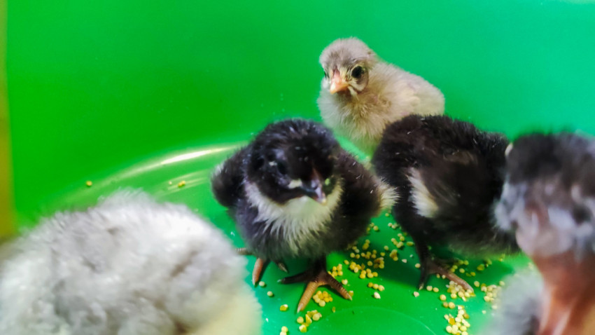 Суточные цыплята в зелёном пластиковом коробе с рассыпанным кормом