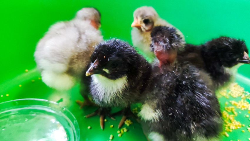 Цыплята у поилки в зелёном коробе с зерновым кормом