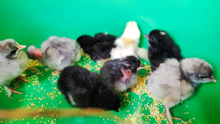 Группа цыплят разных окрасов в пластиковом коробе с рассыпанным зерном