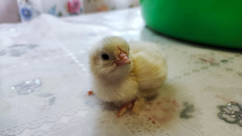Жёлтый цыплёнок на столе рядом с зелёным коробом в помещении