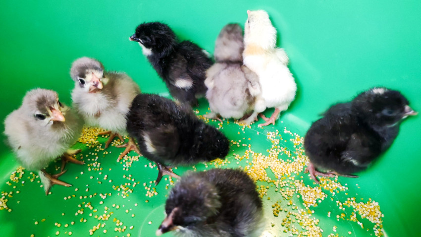 Разноцветные цыплята в зелёном коробе у кормовой россыпи
