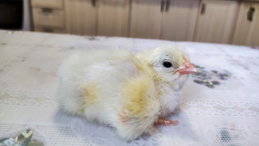 Светлый цыплёнок лежит на скатерти в домашней обстановке