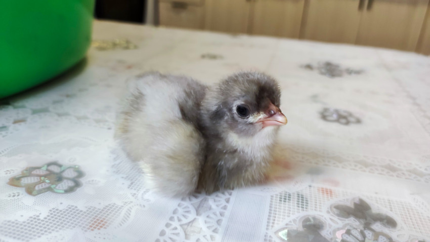 Серый пушистый цыплёнок на столе на фоне кухонного интерьера