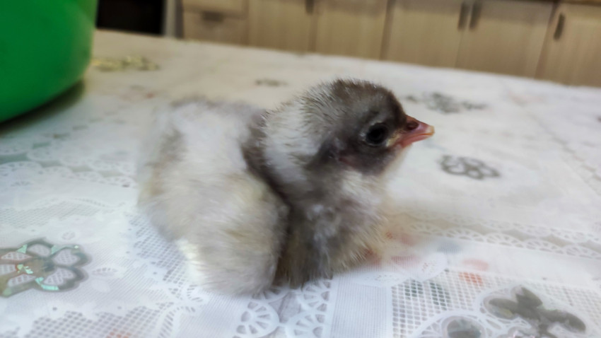 Серо-белый цыплёнок в профиль на ажурной скатерти