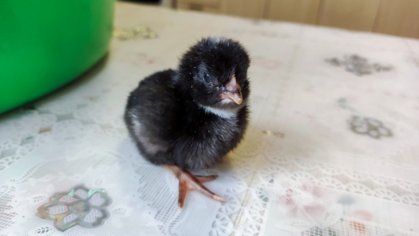 Чёрный цыплёнок с белой грудкой стоит на столе у зелёного короба