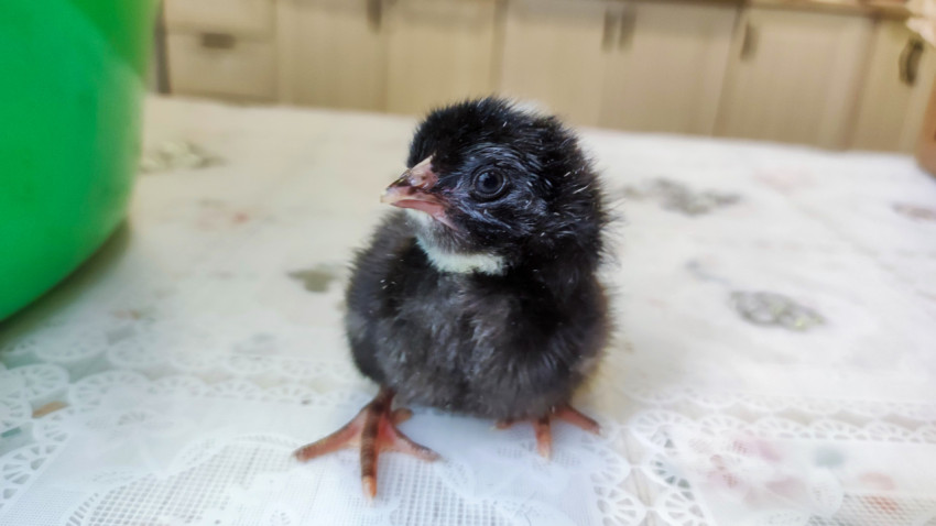 Портрет чёрного цыплёнка на столе в домашней обстановке