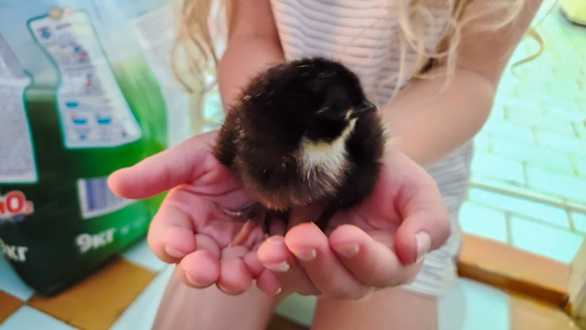 Чёрный цыплёнок в ладонях ребёнка на светлом полу