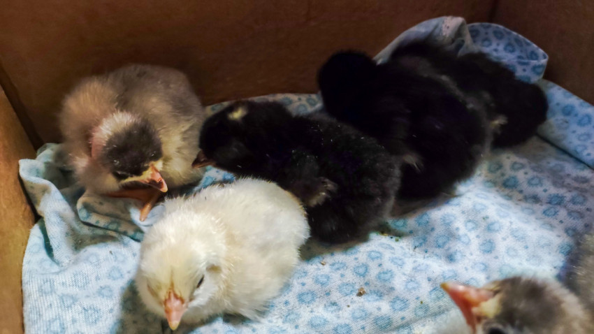 Разноцветные цыплята в коробке на подстилке из ткани