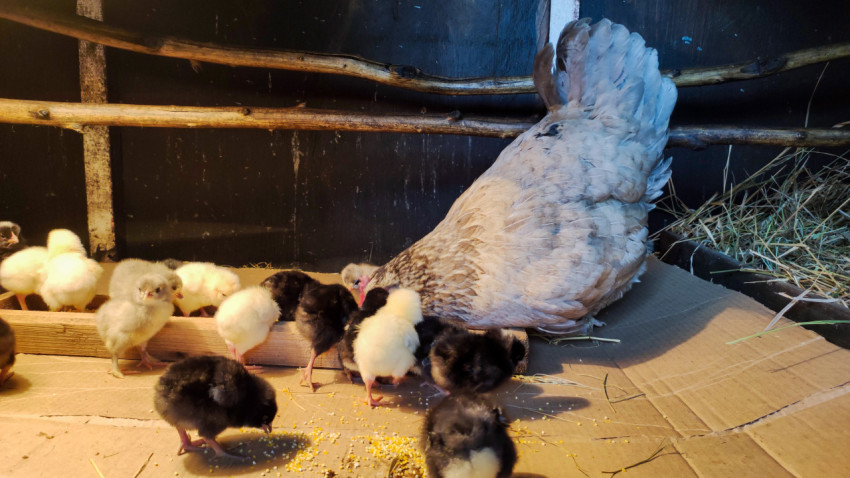 Курица-наседка и цыплята у кормушки в тёплом курятнике